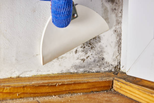 Best Mold Odor Removal Services  in Destin, FL